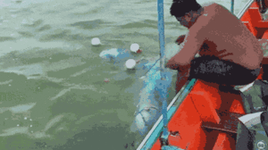 Video: Ngư dân dùng tay xé lưới giải cứu cá heo mắc kẹt