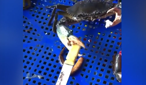 Cua cầm dao 'tuyên chiến' với đầu bếp