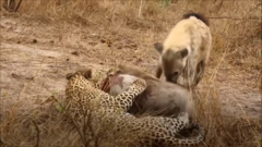 Video: Linh cẩu bất lực nhìn báo đốm cướp mồi rồi leo tót lên cây