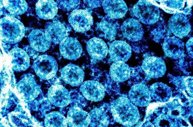 WHO vẫn 'mù mờ' thông tin về siêu biến thể Omicron 