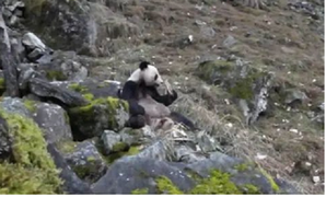 Hành vi ăn thịt bất thường của gấu trúc Trung Quốc