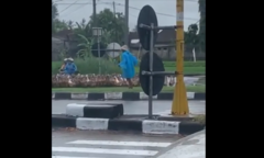 Hàng trăm con vịt chờ tín hiệu mới quàng quạc sang đường