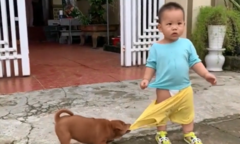 Bị chó cướp quần, em bé hoang mang tột độ
