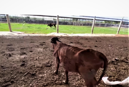 Đàn bò ốm đói trơ xương tại dự án công nghệ cao nghìn tỷ ở Bình Thuận