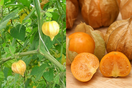 Trái thù lù - loại quả mọc dại ngoài đồng có gì 'hot' mà bán cả 400.000 đồng/kg?