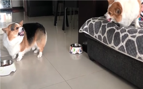 2 chú chó 'to mồm mắng nhau' nhưng không dám 'động thủ'