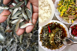 Miền Tây cuối mùa nước nổi, nghẹn ngào nhớ nồi cá linh kho lạt đậm hồn quê