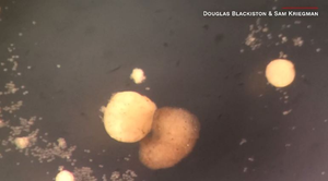 Robot sống đầu tiên của thế giới có thể tự tái tạo