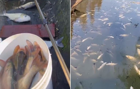 Cá say rượu bơi lờ đờ trắng mặt hồ do xưởng rượu bị cháy