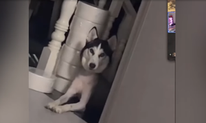 Vẻ mặt buồn thê thảm của chú chó bị cắt trụi lông 