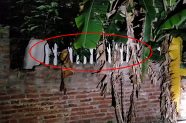Chục cánh tay trắng phau lấp ló sau bụi chuối gây hú vía và lý giải đằng sau
