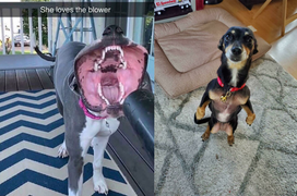 Cười cả ngày với muôn kiểu pha trò của hội chó cưng, nhìn ảnh cuối mà bất lực