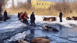 Video: Cảnh sát dùng dây thừng giải cứu đàn bò bị rơi xuống ao băng