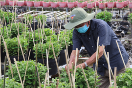 Nông dân miền Tây thấp thỏm vụ hoa Tết