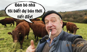 Bò cũng biết dự báo thời tiết