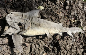 Sai lầm khiến cá mập bị 'nướng khô đến chết'