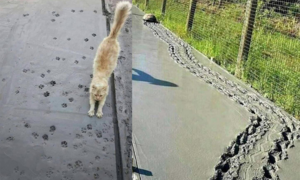 Hình ảnh khiến người bình tĩnh nhất cũng phải 'sôi máu' vì 'hội chuyên phá hoại'