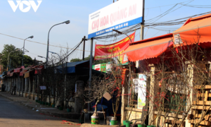 Ảnh: Hoa lê rừng nở sớm, khoe sắc trắng tinh khôi trên phố Hà Nội