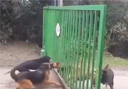 2 'băng đảng' chó chỉ 'động khẩu, không động thủ' 