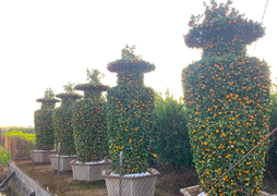 Quýt lục bình khổng lồ cao hơn 4m ngóng khách, lo ế ẩm vụ Tết Nhâm Dần