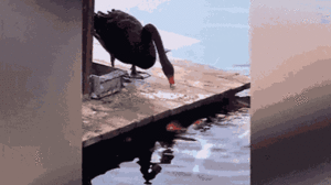 Video: Thiên nga đen dùng miệng gắp thức ăn cho đàn cá koi