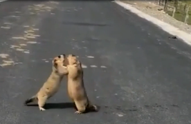 2 chú sóc đánh nhau như cao thủ võ lâm