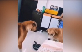 Chú chó 'dương đông kích tây' để cướp phần ăn của bạn