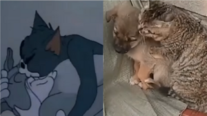 Hài hước phiên bản Tom và Jerry ngoài đời thực