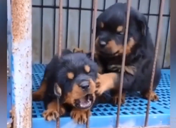 Cún con khéo léo cứu bạn bị kẹt đầu song sắt 