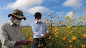 Video: Nông dân trồng hoa dẫn dụ thiên địch bảo vệ cây lúa