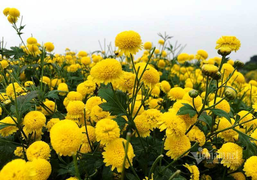 Họa mi trắng hết hot, đến lượt cúc chi vàng rực giúp dân Hà thành hốt bạc