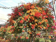 Hoa giấy ngũ sắc khổng lồ giá 160 triệu đồng chờ đại gia xuống tiền chơi Tết