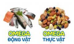 Khác biệt giữa Omega thực vật và Omega động vật các mẹ cần biết