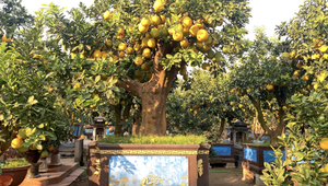 Ảnh: Vườn bưởi cảnh 4 tỷ đồng sai trĩu quả, sẵn sàng đón vụ Tết