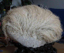 Kỳ dị hòn đá tự ‘mọc tóc’ bạc trắng, giật mình hơn khi biết có giá hàng tỷ đồng