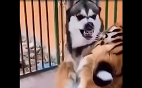 Chó 'ngáo' sợ run khi bắt nạt nhầm chúa sơn lâm