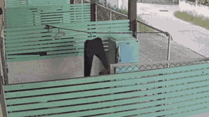 Video: Chó hoang đột nhập nhà, lấy trộm chiếc quần jean 