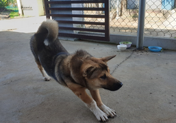 TP Hội An 'nói không' với thịt chó, mèo