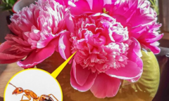 10 loại cây cảnh gây nguy hiểm nếu được trồng trong nhà