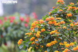 Ảnh: 'Phù phép’ cây dại thành hàng độc chơi tết