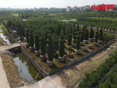 Video: Chiêm ngưỡng những cặp quýt lục bình cao 4m ở Hưng Yên