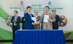 Trồng 10.000 ha cây hông để phòng chống sạt lở, xói mòn đất