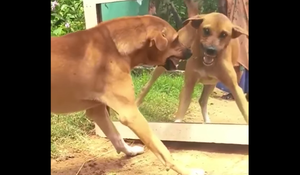 Chó gầm gừ giành ăn với bóng mình 