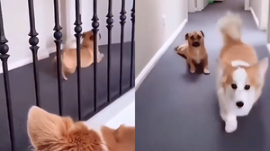 Chú chó thích cà khịa nhại dáng đi của bạn