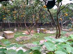 Đặc sản bưởi Diễn rụng nhiều chưa từng có