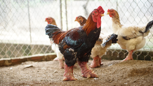 Gà Đông Tảo được ăn thịt bò, rửa chân nước chè, giá đắt như vàng