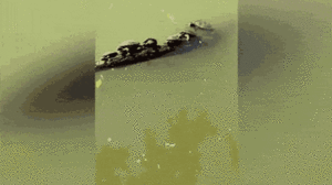 Video: Rùa trèo lên khúc gỗ bất thành, kéo cả đàn rơi xuống nước