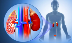 5 việc giúp làm giảm nguy cơ mắc bệnh thận: Ai tuân thủ được thì thận sẽ khỏe