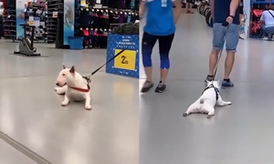 Chủ bất lực với chú chó lười vận động