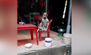 Chủ bất mãn vì chó quá 'quyền lực'